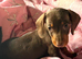 Chocolate and tan dachshund