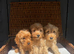 fully DNA health tested cockapoo puppies
