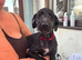 pointerdor x lurcher