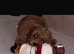 DNA health tested and trained Toy cavapoo