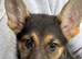 German Shepherd puppies