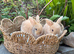 *Netherland x mini lop girls*