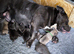 American Bully Pocket