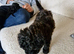 Toy Poodle Puppies