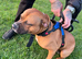 Red fox colour staffi puppies