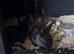 Pure bred Rex baby&rsquo;s for sale