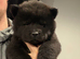 Ready to leave Chow chow puppies