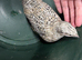 Quails coturnix