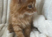 Cute ginger kitten