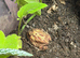 Male Pac-Man Frog With 45x45x45 Bioactive Enclosure