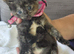 Ragdoll x