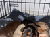 Kc Long haired dachunds
