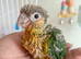Fully Hand-Tamed Pineapple Conure for Sale