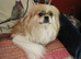 DELIGHTFUL PEKINGESE GIRL