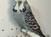 Male English Budgie For Sale