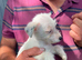 3 Little Jack Russell Puppies for sale