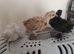 Pekin Bantan & Silkie/Pekin hybrid chicks