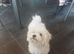 Bichon frise Ave female