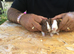 Baby piggies can be reserved