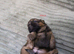 LOVELY SHIH TZU PUPPIES KC REG PEDIGREE