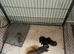 NOW REDUCED by £300 Beautiful Tcup teddy faced Pomeranian puppies