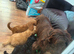 Cockerpoo puppy’s