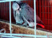 Breedimg pair african greys