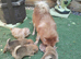 8 weeks old pameranian puppies