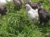 Aracuna chickens