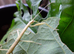 Carausius Morosus - Indian Stick Insect 10-15 Nymphs. + 2x Phasmid Water Pots + Free Ivy