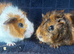 Beautiful boy +more ready 2 reserve