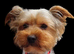 Gorgeous Yorkshire Terrier Puppies