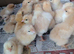 Pure buff Orpington chicks