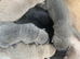 Stunning shar pei puppies