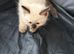 Pretty ragdoll kittens