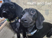 Miniature dachshund