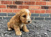 Beautiful cockapoo puppies