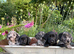 Beautiful "Aussiedor" Puppies Now Ready