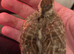 Gora teetar chick for sale