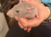 Adorable baby dumbo rats