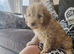 Cavapoo puppies