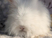 Angora boys