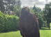 Male Harris Hawk