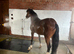 Registered Welsh Section C 2 year old Gelding