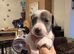 Staffordshire bull terrier x Dachshund