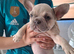 French bulldog pups (kc reg )