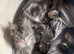 Maine Coone kittens