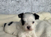Yorkie x Maltese