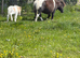 Shetland mare