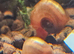 aquatic ramshorn snails x100, mixed sizes, free next day delivery